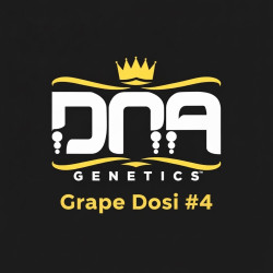 DNA genetic rosin Grape Dosi #4