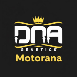 DNA genetic rosin Motornana