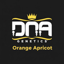 DNA genetic rosin Orange Apricot